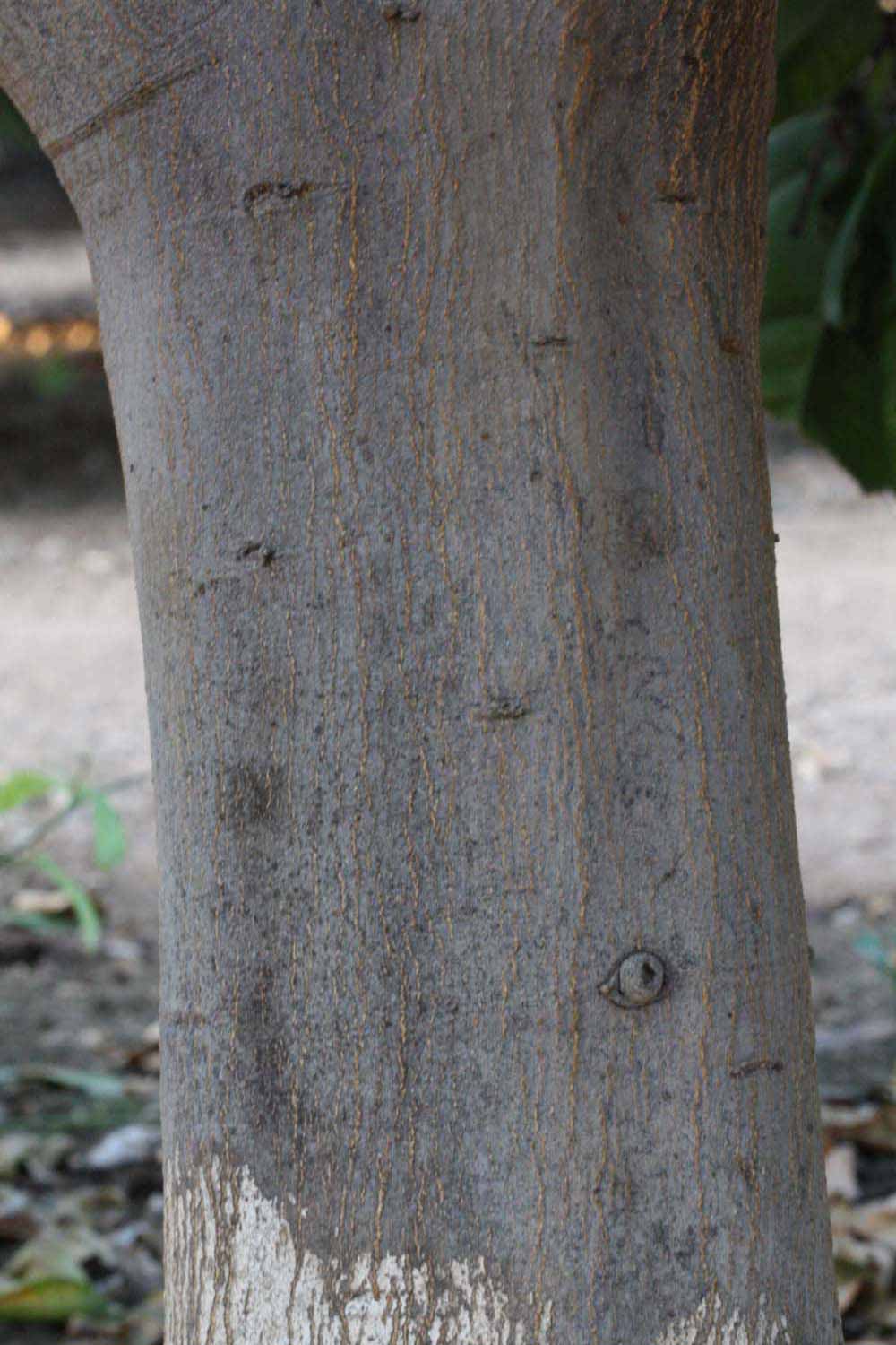            Bark (Riverside, CA)   